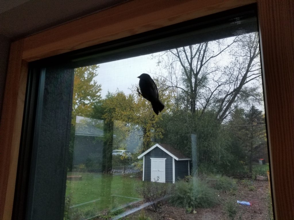 sparrow on window screen