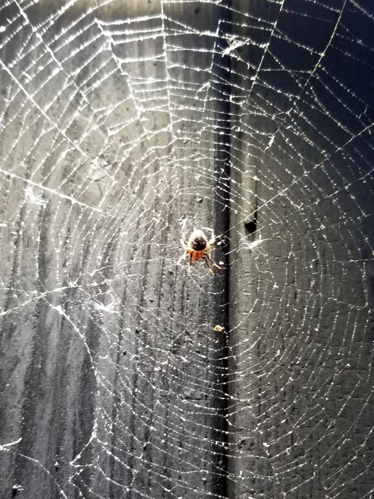 spider web on black siding