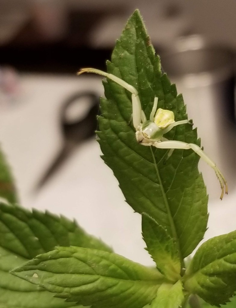 close up of crab spider on basil leaf