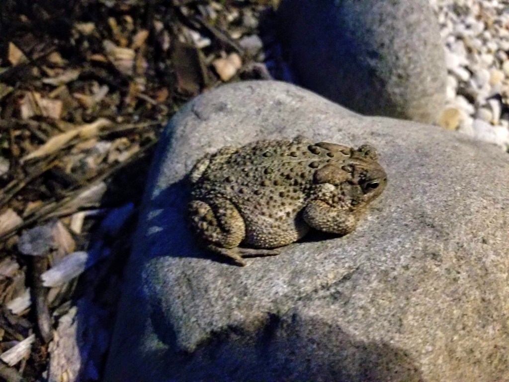 toad on boulder
