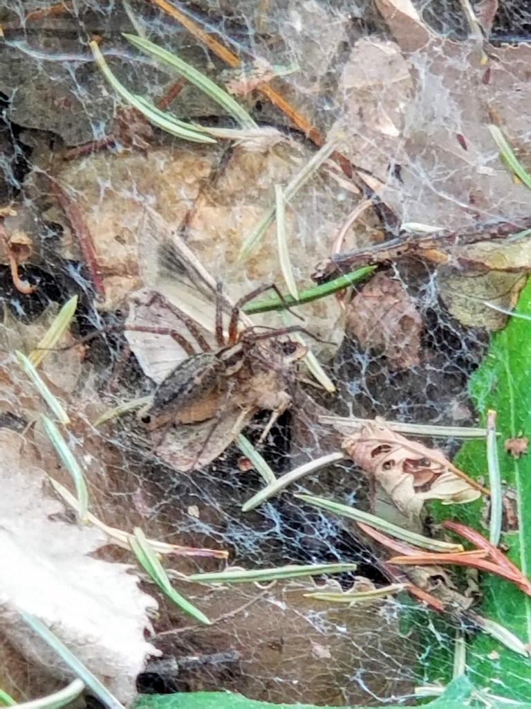 funnel web spider in leaf litter