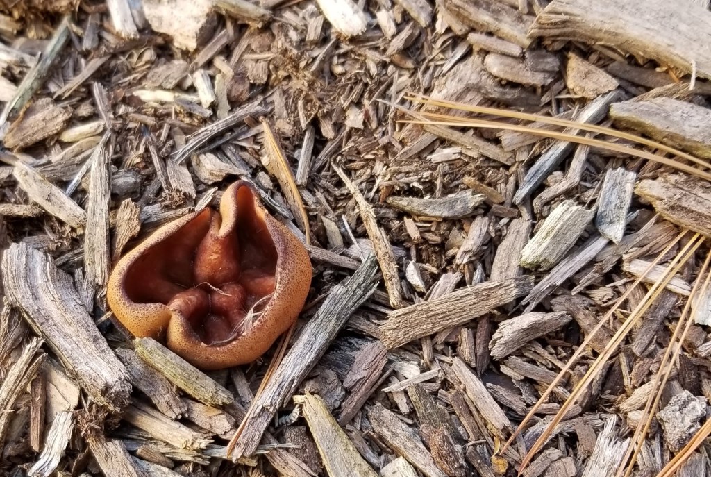 close up of mushroom on mulch
