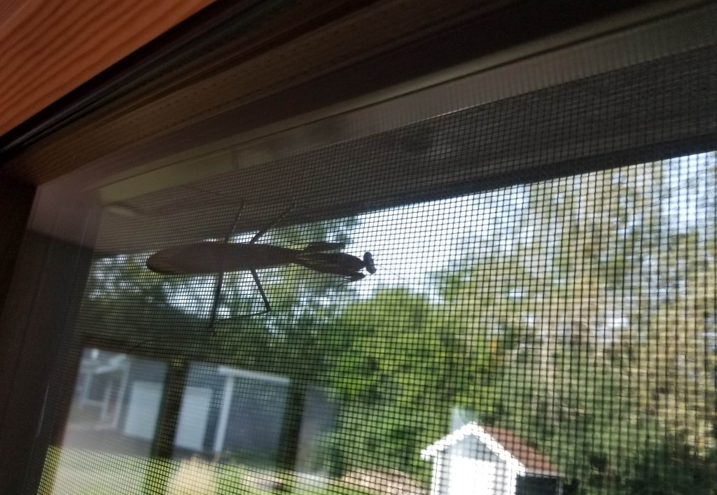 praying mantis on window screen