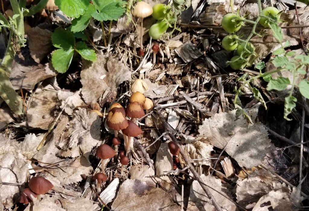 mushrooms on hügelkultur bed