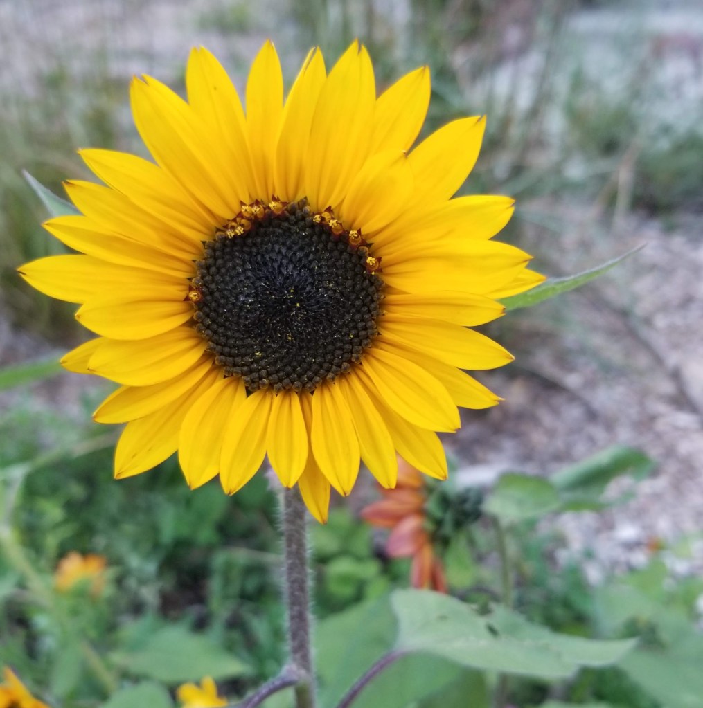 close up of yellow sunflower