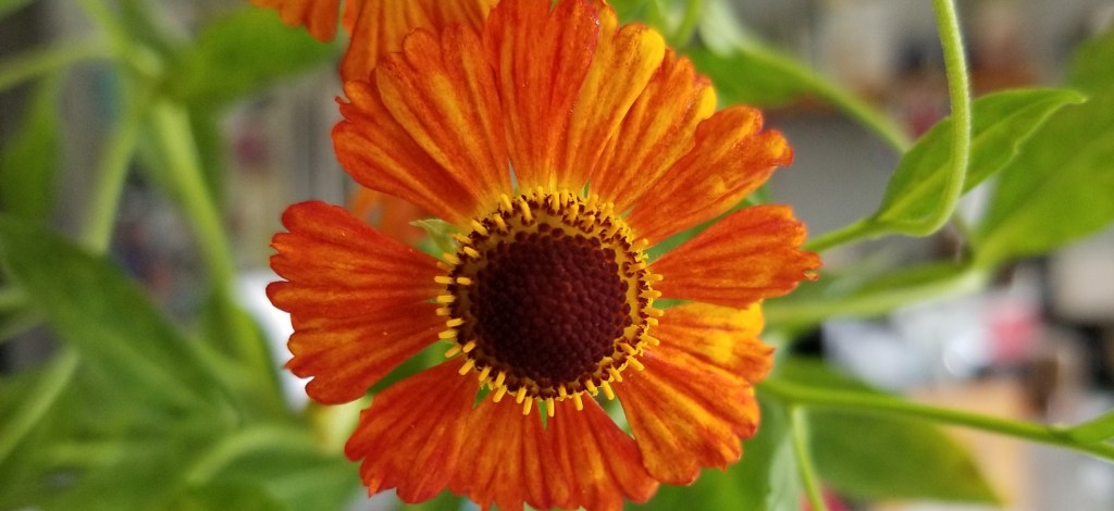 close up of sneezeweed flower
