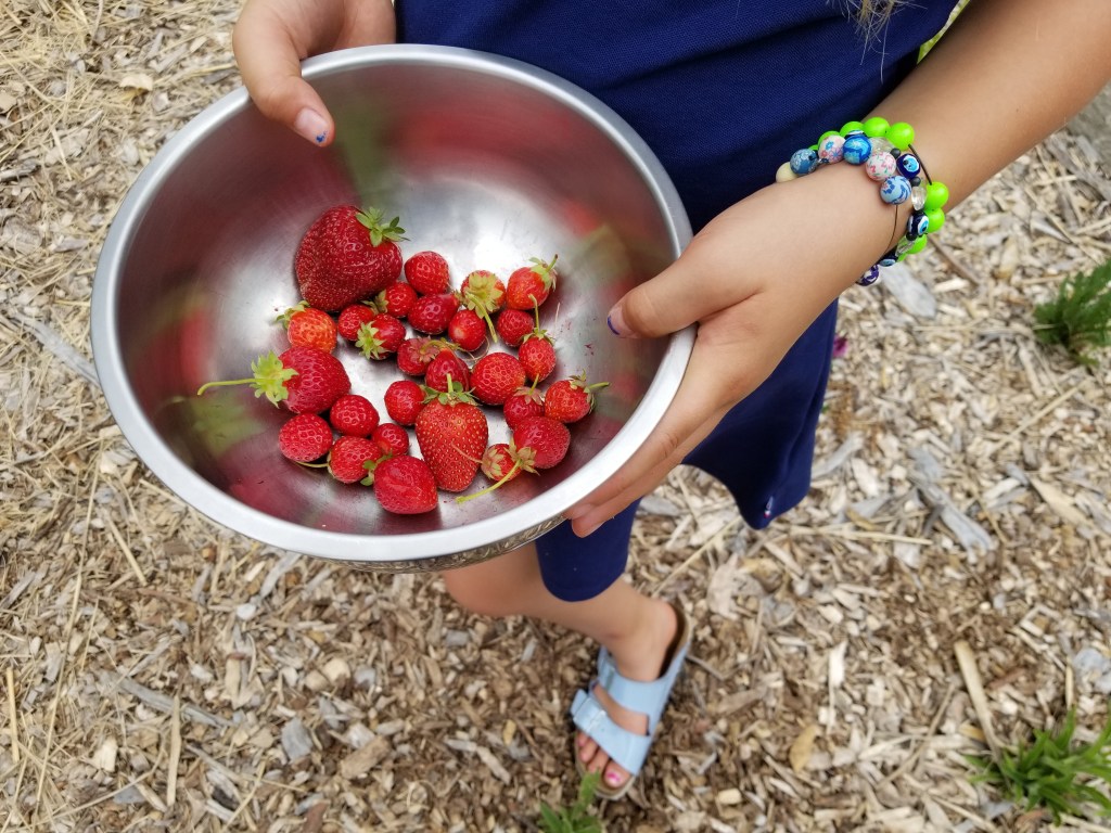 bowl of freshly picked strawberries