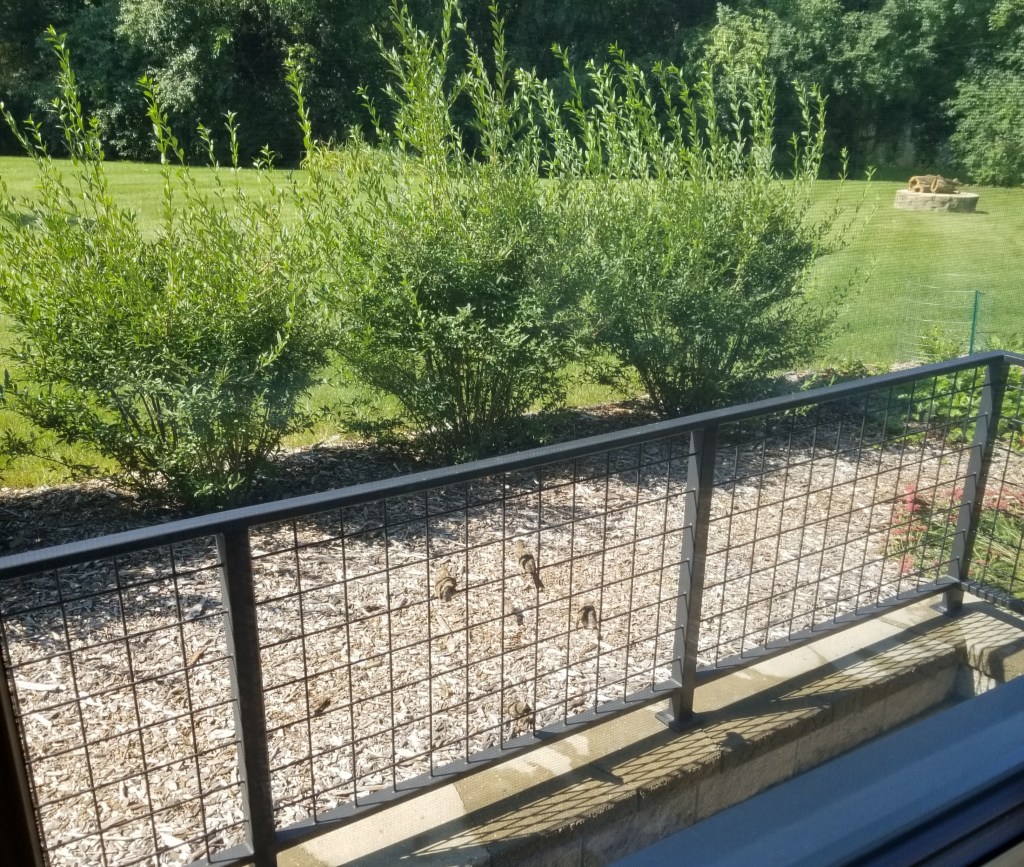 sparrows on metal railing
