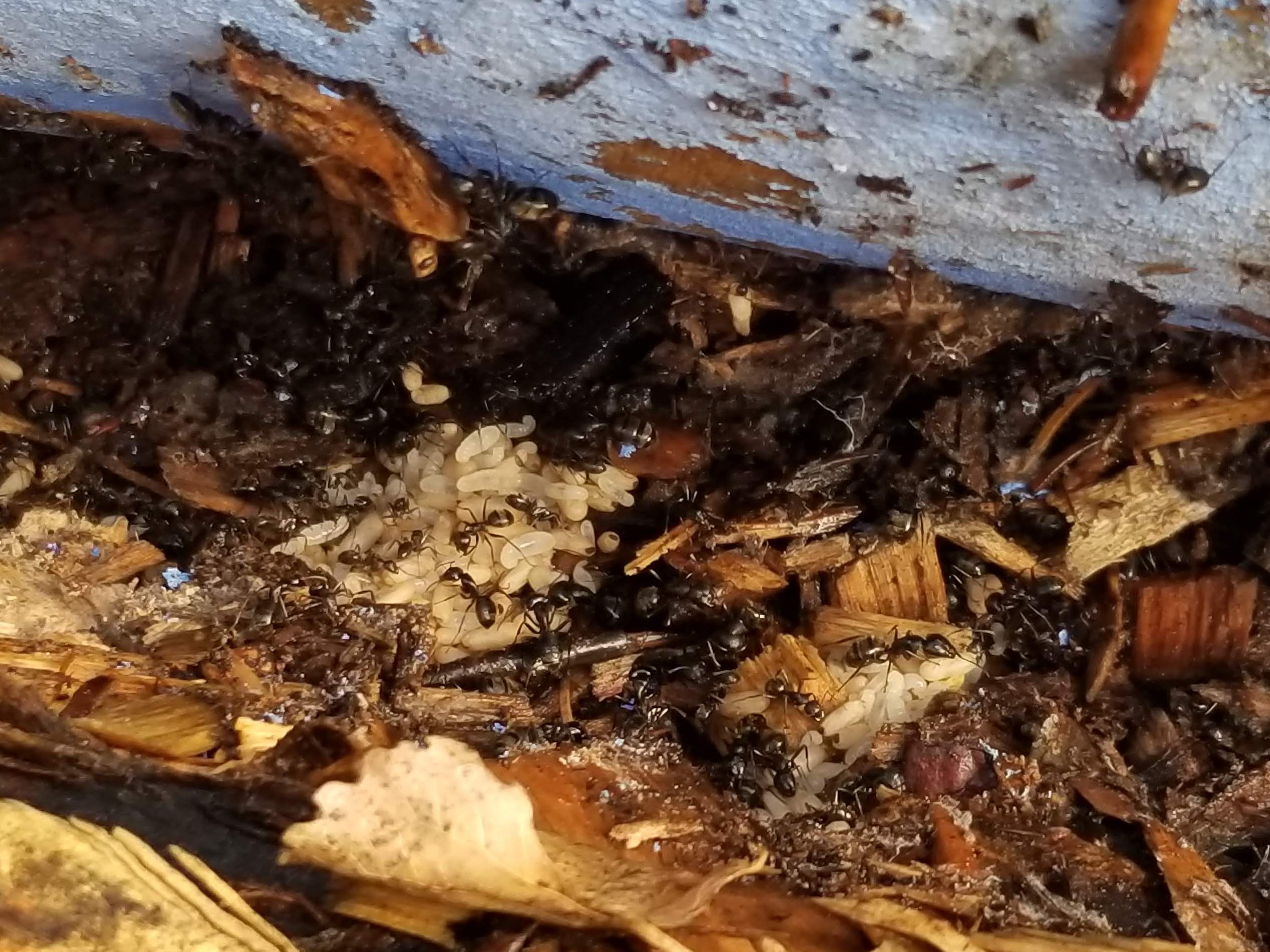 close up of carpenter ant nest under log
