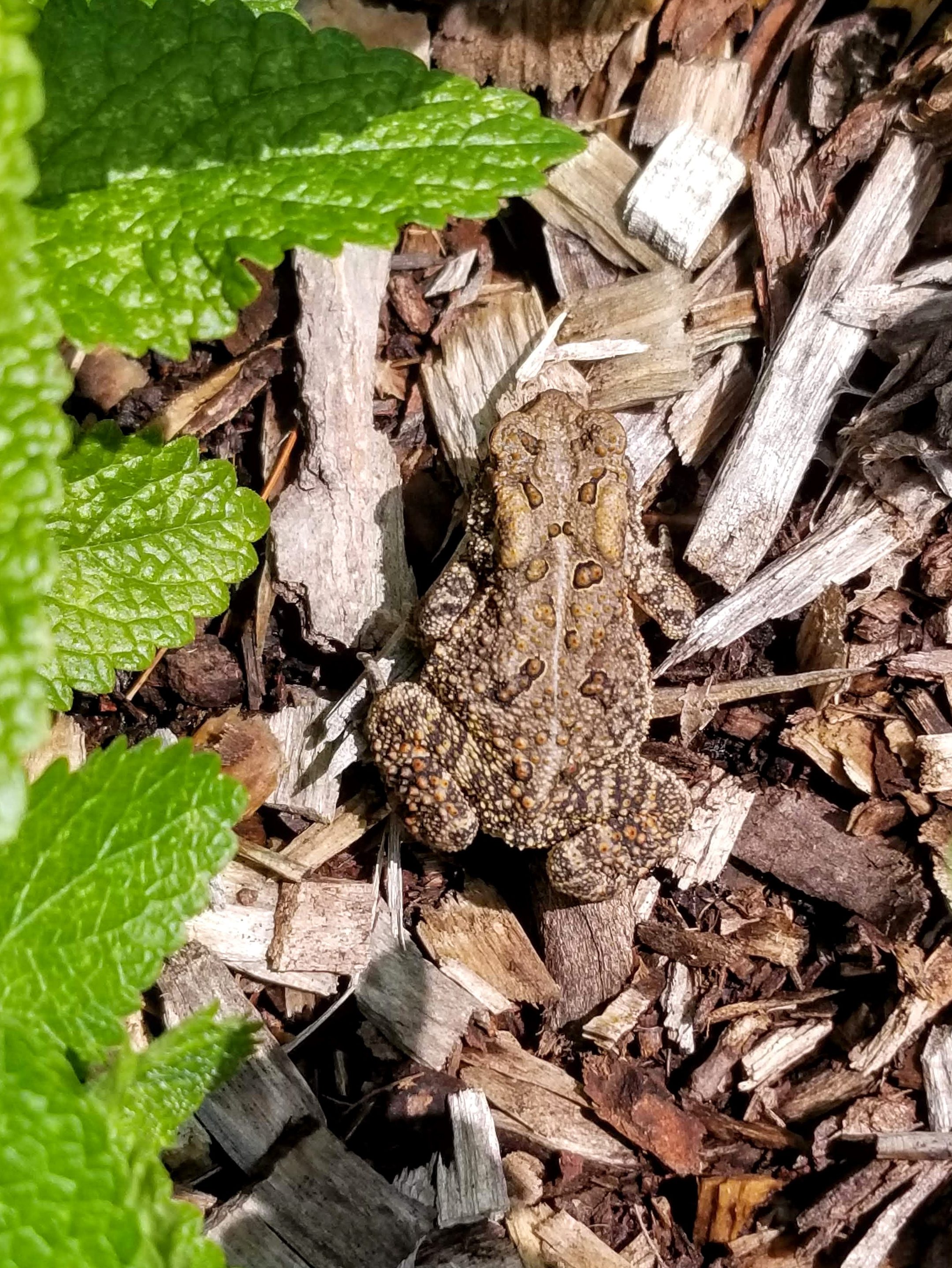 close up of Fowler's toad in mulch