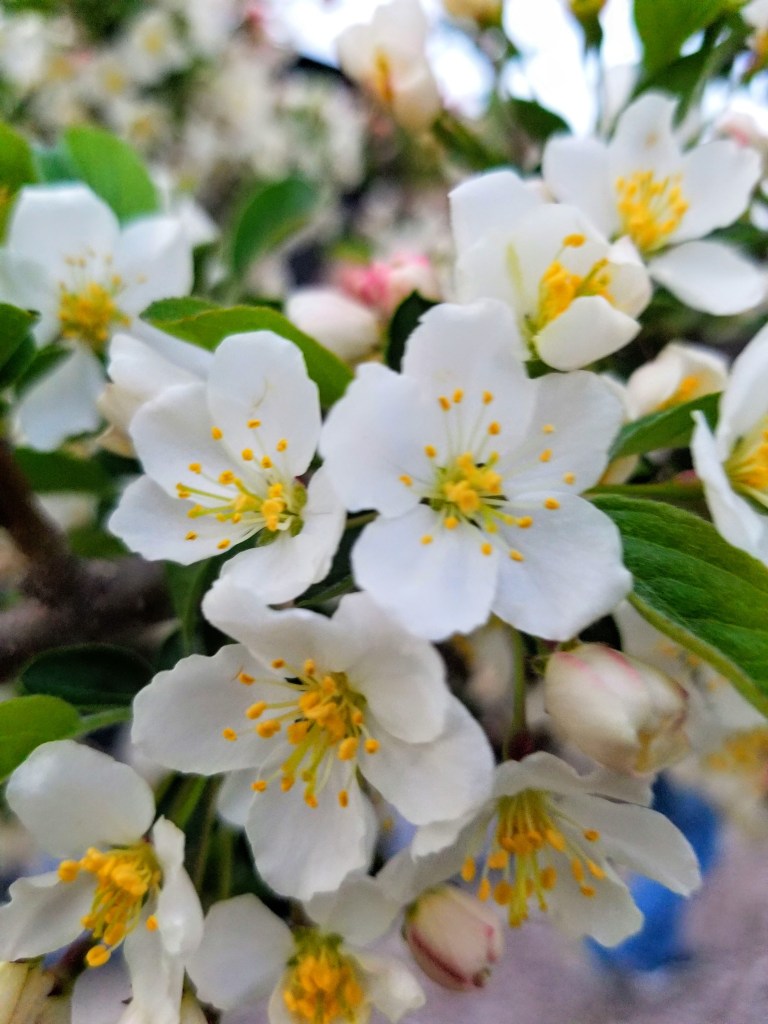 crab apple blooms close up