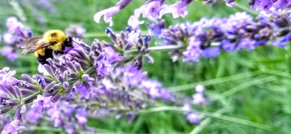 close up of bumble bee on lavender