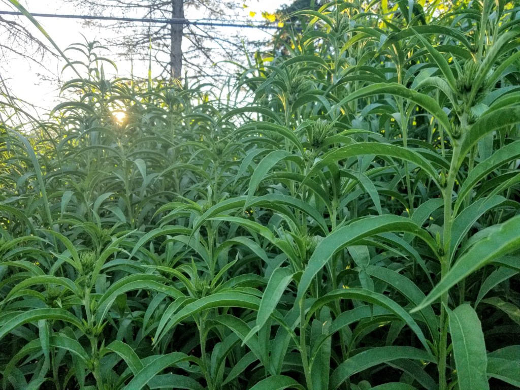 Maximilian sunflowers