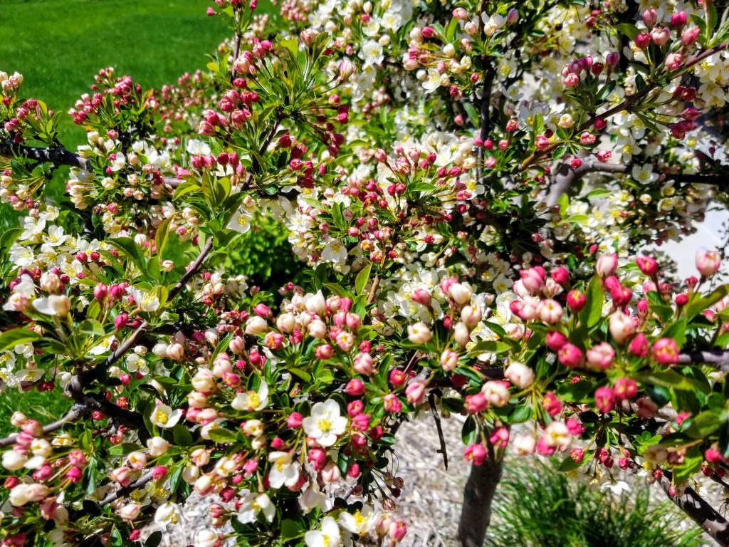 crab apple in bloom