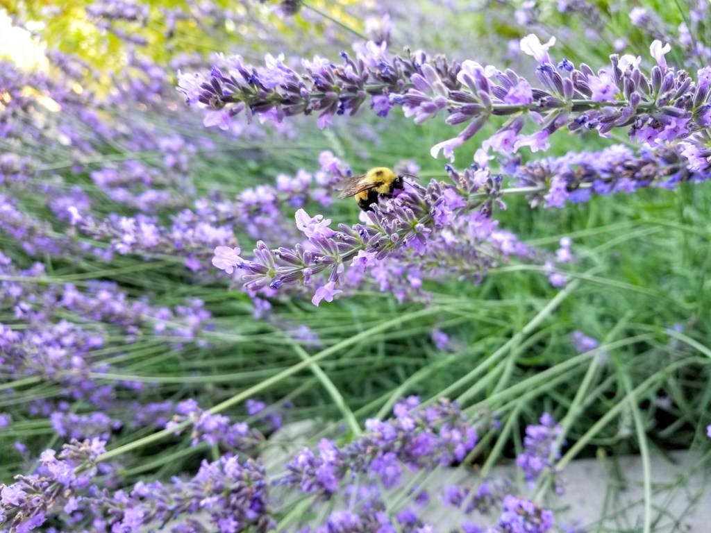 bumble bee on lavender bloom