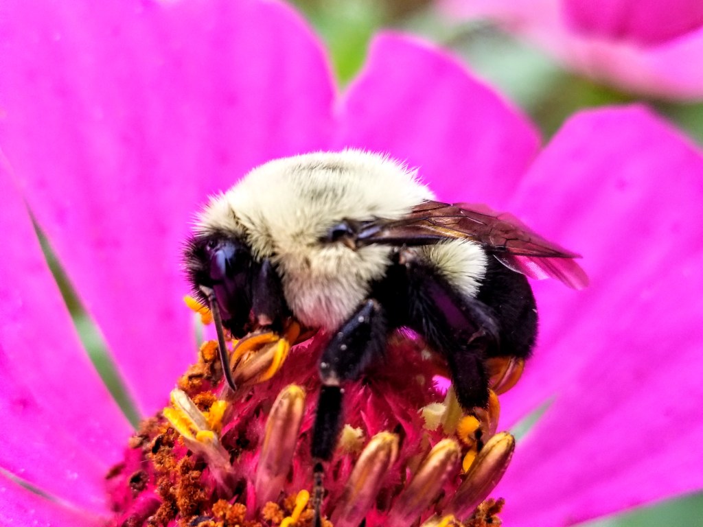 close up of bee on zinnia