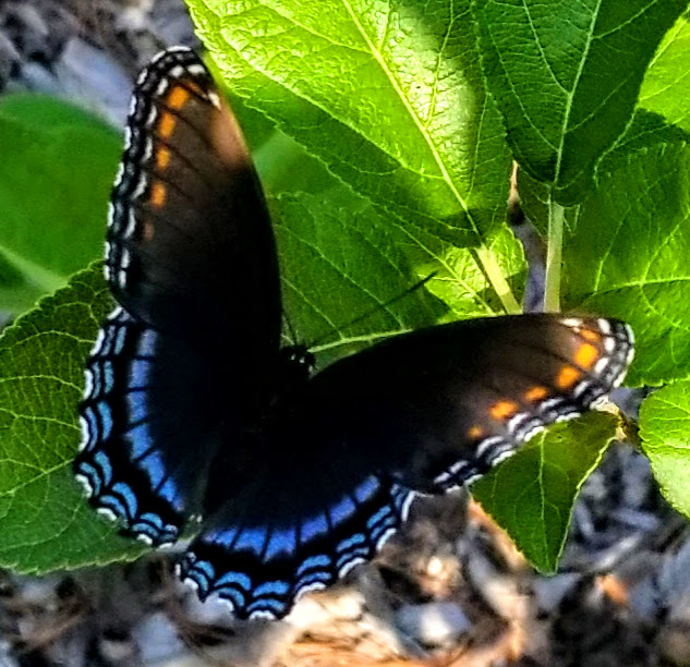 close up of black swallowtail butterfly