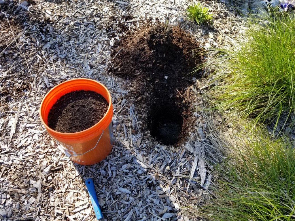 planting in sheet mulch