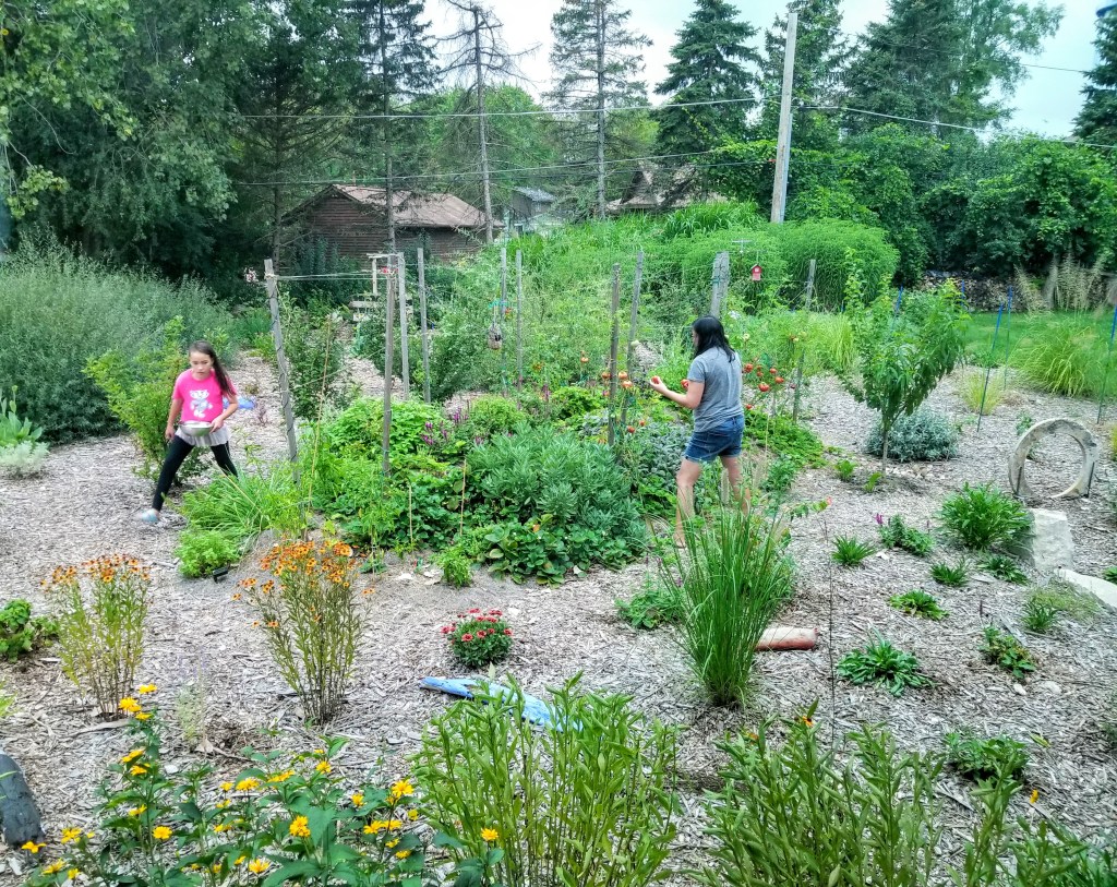 collecting veggies from hügelkultur bed
